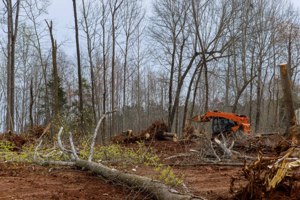 Best Seasonal Cleanup (Spring/Fall)  in Wilton Center, CT