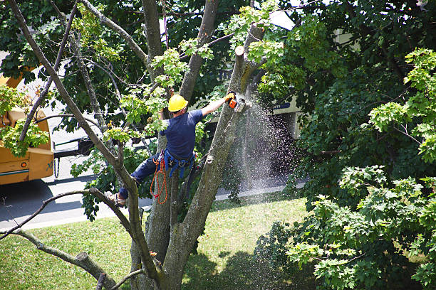 Best Stump Grinding and Removal  in Wilton Center, CT