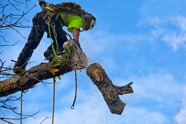 Professional Tree Removal Services in Wilton Center, CT